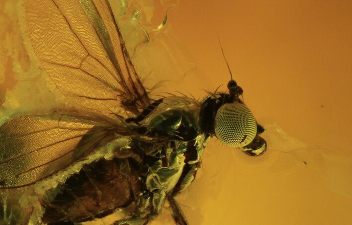 Fossil Fly (Diptera) In Baltic Amber - Great Eyes #120674